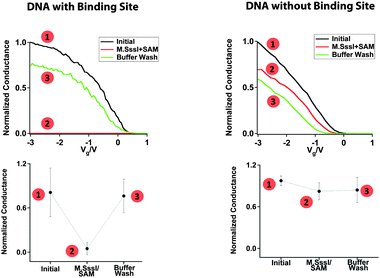 Sequence specific M.SssI binding and disruption of charge transport through the DNA molecules. For each, the numbered points correspond to the numbered steps illustrated in Fig. 2. Left column: M.SssI binding at a DNA-bridged device containing the M.SssI recognition site. The sequence was H2N-5′-CGGCCCGGCCGCGCG-3-NH2. Right column: Lack of M.SssI binding at a DNA-bridged device that does not contain the M.SssI recognition site. The sequence was H2N-5′-ATTAAATTAATATAT-3′-NH2. Typical normalized conductance curves (top) and average relative conductance values (bottom) are shown for the respective DNA-bridged devices in (1) buffer before addition of M.SssI, (2) buffer with M.SssI and SAM, and (3) buffer after M.SssI has been rinsed away. The buffer conditions were 50 mM NaCl, 10 mM Tris-HCl, 10 mM MgCl2, 1 mM Dithiothreitol, pH 7.9. The conductance of each device was normalized with respect to the highest conductance value.