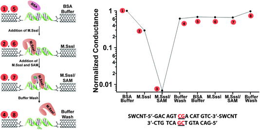 M.SssI-catalyzed DNA methylation alters the protein-binding affinity of the device. A device containing a single M.SssI binding site was taken through the illustrated steps (left) and the corresponding relative conductances (top right) were measured in (1) buffer containing 10 nM BSA before addition of M.SssI, (2) buffer and M.SssI without SAM, (3) buffer and M.SssI with SAM (represented by the blue hexagon), and (4) buffer after M.SssI has been rinsed away. Note that current attenuation is only observed for step (3). After methylation, the device was taken through the same sequence of steps (5)–(8) with no attenuation observed. The sequence was H2N-5′-GACAGTCGACATGTC -3′-NH2, with the single 5′-CG-3′ binding site located in the middle. The buffer conditions were 50 mM NaCl, 10 mM Tris-HCl, 10 mM MgCl2, 1 mM Dithiothreitol, pH 7.9.