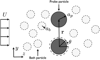 Experimental configuration. Two probes are held using a time shared optical trap. The probe particle and bath particle have radii of ap and ab, respectively. The velocity of the flow is indicated by U. The center-to-center distance between the probes is indicated by r.