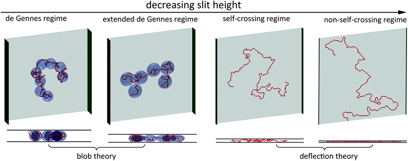 Top and side views of representative simulation snapshots of DNA in four regimes. The red line curves represent 3D DNA conformation. The width of the green sidewall in each scheme indicates the slit height. The light blue blobs in the de Gennes regime represent spheres with a diameter equal to the slit height. The light blue blobs in the extended de Gennes regime represent discoids with an in-plane diameter larger than the slit height. In the first two regimes, DNA conformation can be described by blob theory. In the last two regimes, DNA conformation in the direction perpendicular to the slit wall can be described by deflection theory.