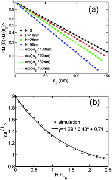 (a) In-plane orientation correlation as a function of the in-plane separation of contour length for the simulations without excluded volume interaction and using different slit heights. The symbols are simulation results, and the solid lines are the best exponential fits to the simulation data using a single fitting parameter Lp,∥. The contour lengths are 4 μm and bond lengths are 5 nm in the simulations. (b) The in-plane persistence length Lp,∥ as a function of the relative slit height.