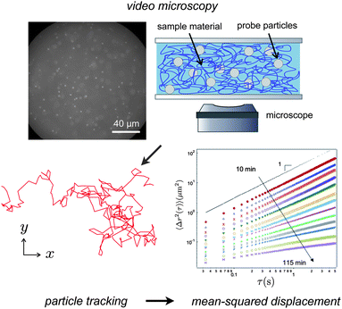 Multiple particle tracking microrheology measures random thermal motion of colloidal probe particles embedded in a soft material. Video microscopy images are processed to calculate individual trajectories. The ensemble average of the tracer mean-squared displacements is a measure of the material rheology by the Generalized Stokes–Einstein Relation. In the case shown, the material is gelling with time, leading to a series of curves ranging from a viscous liquid (〈Δr2(t)〉 ∼ t) to an elastic gel (〈Δr2(t)〉 ∼ constant). The mean-squared displacement plot is reprinted with permission from T. H. Larsen and E. M. Furst, Phys. Rev. Lett., 2008, 100, 146001.