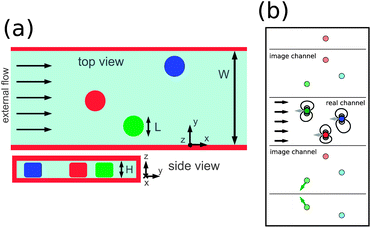 (a) In the thin channel geometry considered in this work, a cluster of N particles (here N = 3) is tightly confined in a gap of height H between plates normal to the z direction. They are free to move in x and y between side walls, where W is the width of the channel. The position of particle i is labelled by xi and yi in a frame fixed to the channel walls. The particles are driven by an external flow. (b) System of real and virtual particles used to derive the thin channel hydrodynamic interaction tensor. The real particles (dark colors) are subject to an external flow (black vectors) and are dressed by an infinite set of images (light colors) that are constructed iteratively, via mirror reflections across the real and virtual channel boundaries. Due to friction from the confining plates, each particle lags its own local flow field; gray vectors show the velocities of the real particles in frames moving with local flow. This relative motion gives rise to hydrodynamic disturbance fields (black streamlines) that couple the particles, and is dominated by motion in the direction opposed to that of external flow. We also show particle velocity in a frame moving with the particle cluster's center of mass for two of the virtual particles (green vectors).