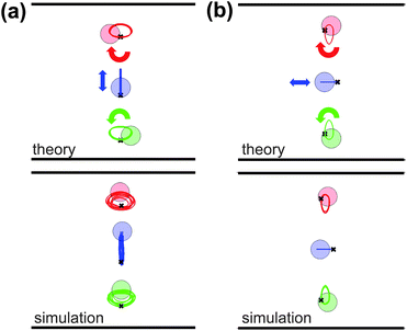 Oscillatory modes of a three particle column fixed point with W/L = 8 and lattice length a/L = 8/3. The top row shows trajectories found via numerical integration of the theoretical model, starting from an initial condition in which the particles are displaced from the fixed point along an eigenvector. In the bottom row we show the corresponding LBM simulations. Particles are shown in their final positions, while the crosses indicate initial positions. The red, blue, and green curves are the “tracks” showing particle positions over time. Arrows indicate the direction of particle motion. In the simulations, the oscillations in (a) slowly grow with time, while those in (b) slowly decay. As discussed in the text, this effect diminishes as Re is decreased. (a) Theory and simulation results after xcm/L = 482 advected particle lengths. For the simulations, Re = 0.2. The particles were initially displaced from the fixed point by Δy1 = −0.34L, where particle 1 is the green (bottom) particle; Δy2 = −0.68L, for the blue (middle) particle; and Δy3 = −0.34L for the red (top) particle. (b) Results after xcm/L = 205 advected particle lengths. For the simulations, Re = 0.05. The initial displacements from the fixed point are Δx1 = −0.22L, Δx2 = −0.43L, and Δx3 = −0.22L. In contrast with (a), here Re and xcm/L are too small for a discernible phase difference between theory and simulations.