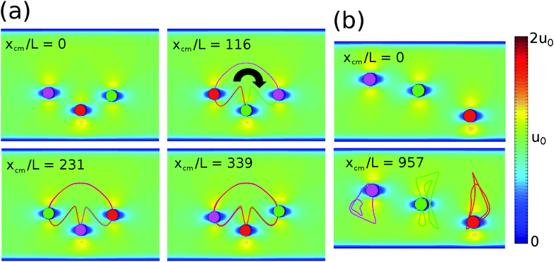 Cyclical motifs for N = 3 particles discovered via a “brute force” search with the theoretical model and confirmed with LBM simulations. In a search, we sweep over initial spatial configurations of N particles, integrating the model forward in time for a specified time span and identifying candidate cycles as those with small Euclidean distance between the initial and final spatial configurations. The Euclidean distance d is defined as d2 ≡ ∑i[(xi(tfinal) − xi(0))2 + (yi(tfinal) − yi(0))2]. The simplicity of the model makes this approach computationally tractable. Colors indicate the magnitude of the fluid velocity field. (a) In the “juggling” motif, the three particles move clockwise, as indicated by the black arrow, cyclically exchanging positions. Particles pause in the bottom position, recalling how a juggler will momentarily have a ball in hand. Each exchange of particle positions occurs after about 115 advected particle lengths, so that the entire cycle takes about xcm/L = 345 lengths. (b) The “bowtie” motif. At first glance, it might appear that this motif is associated with a fixed point in which particles are positioned on the centerline, aligned with the flow. However, such a configuration would quickly disperse. Particles return roughly to their initial positions after approximately xcm/L = 960 particle lengths.