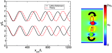 (left) Oscillation of a particle pair with initial Δy = 3L, initial Δx = 0 and initial center of mass position ycm = W/2 + L. The positions of the two particles in y are shown as a function of center of mass position xcm. The solid black curve shows LBM simulation results at Re = 0.2, and the dashed red curve shows the result of numerically integrating the theoretical model. These curves closely agree, though very slight attenuation in amplitude can be seen in the LBM results. (right) Simulation results for the particle pair, shown after advection by xcm/L = 859 particle lengths. The red and blue curves show particle positions at prior times, and crosses indicate initial particle positions. Colors indicate the magnitude of the fluid velocity field.