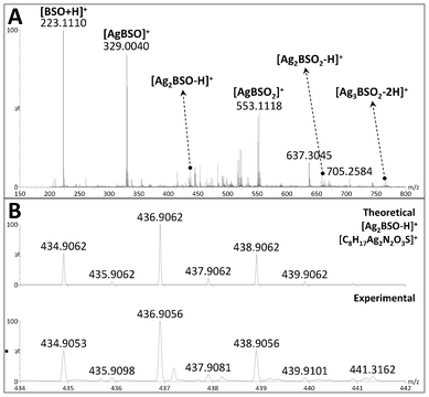 Mass spectra for the [Ag2(BSO)] complex. (A) The ESI(+)-QTOF mass spectrum from m/z 150 to 800. The term BSO−H refers to the BSO ligand minus one hydrogen (C8H17N2O3S, 221.0960 Da). (B) The isotope pattern comparison for the [Ag2BSO−H]+ ion of m/z 434.90. The mass error was −2.0 ppm for [Ag2BSO−H]+ ([C8H17Ag2N2O3S]+, calcd. m/z 434.9062, exp. m/z 434.9053), considering the monoisotopic ion of the composition.