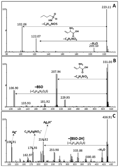 The fragment ion mass spectrum (collision-induced dissociation) for the (A) monoprotonated BSO ligand, [BSO+H]+ of m/z 223.11. The collision energy of the trap cell was 14 eV. The term BSO refers to the neutral BSO ligand (C8H18N2O3S, 222.1038 Da). (B) The fragment ion mass spectrum (collision-induced dissociation) for the [AgBSO]+ ion of m/z 329.00. The collision energy of the trap cell was 14 eV. The term BSO refers to the neutral BSO ligand (C8H18N2O3S, 222.1038 Da). (C) The fragment ion mass spectrum (collision-induced dissociation) for the [Ag2BSO−H]+ ion of m/z 436.91. The collision energy of the trap cell was 20 eV. The term [BSO−2H] refers to the BSO ligand minus two hydrogens (C8H16N2O3S, 220.0882 Da).