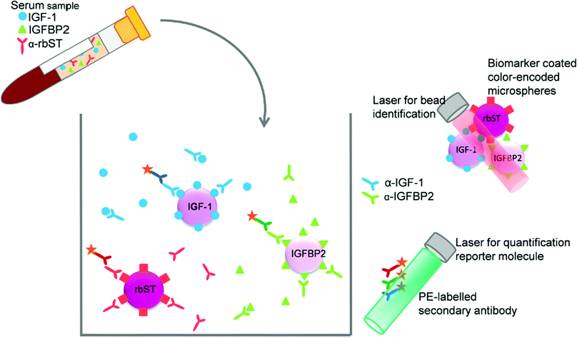 Triplex assay format, the indirect competitive format for IGF-1 and IGFBP2 and indirect format for antibodies formed against rbST, all combined within one well.