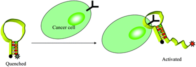 Schematic representation of the novel strategy for in vivo cancer imaging using AAP based on cell membrane protein triggered conformation alteration.