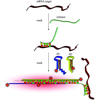 
            In situ hybridization using fluorescent HCR amplification.