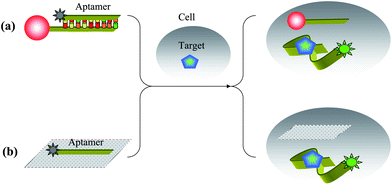 Schematic illustrations of intracellular ATP detection by (a) aptamer nano-flares and (b) aptamer–GO complex.