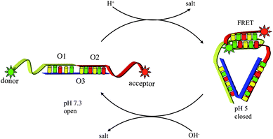 Spatial and temporal mapping of pH changes during endocytosis using the I-switch in living cells.