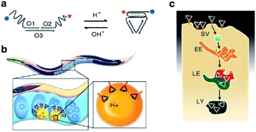 (a) Structure and working of I-switch. (b) I-switch uptake in coelomocytes postinjection in C. elegans. (c) Stages in endosomal maturation of receptor-mediated endocytosis of a ligand (SV, spherical vesicle; EE, early endosome; LE, late endosome; LY, lysosome). Adapted from ref. 99. Reprinted by permission from Nature Publishing Group, copyright 2011.