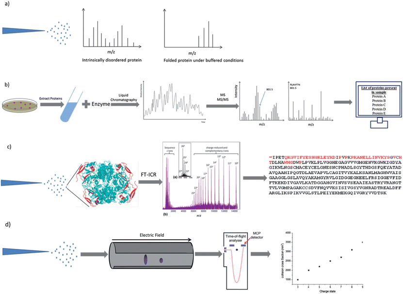 Schematic representations of procedures which involve the use of mass spectrometry. Electrospray ionisation charge state distribution analysis (a), MS-based proteomics (b), electron capture dissociation top-down sequencing (c) and ion mobility mass spectrometry (d). Components of image adapted from M. L. Gross et al., J. Am. Soc. Mass Spectrom., 2010, 21, 1966–1968.