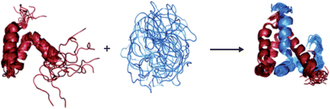 The disorder to order transition of ACTR and CBP upon complex formation, as determined by HDX.73