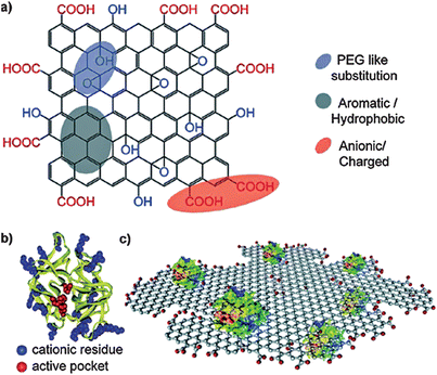 The structures of (a) functionalized GO, and (b) α-chymotrypsin. (c) Schematic of reversible interactions between carboxylate groups of functionalized GO and the cationic surface residues of ChT. Reproduced with permission from ref. 286. Copyright 2011, American Chemical Society.