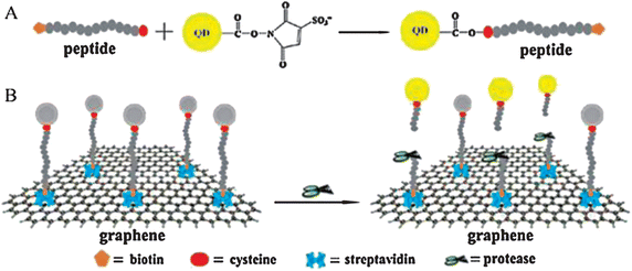 (A) Schematic representation of constructing the peptide conjugated QDs. (B) Detecting protease activity through energy transfer by using graphene oxide. Reproduced with permission from ref. 292. Copyright 2011, Elsevier.