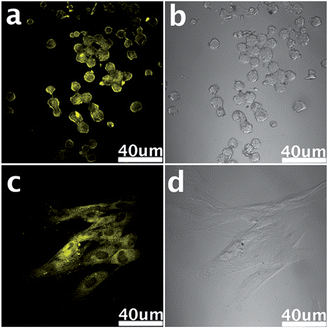 Living neurosphere cells (a and b) and pancreas progenitor cells (c and d) labeled by GQDs. Reproduced with permission from ref. 228. Copyright 2012, Royal Society of Chemistry.