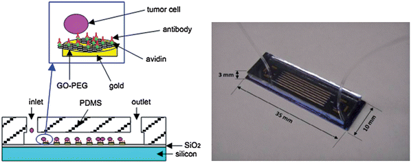 Picture of the integrated nano microfluidic device for capturing CTCs on the functionalized GO/gold posts (left) and photograph of the microfluidic device (right). Reproduced with permission from ref. 240. Copyright 2011, Chemical and Biological Microsystems Society.