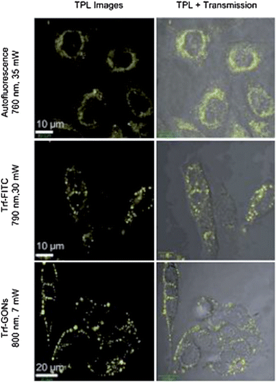 Comparison of the in vitro two-photon luminescence of GONs with cell auto-fluorescence and the molecular dye FITC. Reproduced with permission from ref. 246. Copyright 2012, Wiley.