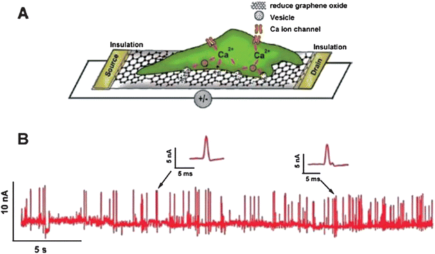 (A) Schematic of the interface between a PC12 cell and an RGO FET. (B) Real-time response of RGO to the vesicular secretion of catecholamines from PC12 cells stimulated by high K+ solution. Reproduced with permission from ref. 149. Copyright 2010, American Chemical Society.