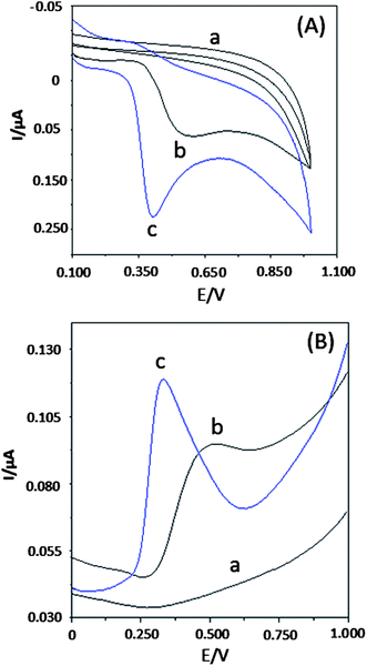 (A) Cyclic voltammetric behaviour: (a) blank, (b) 180 nM matairesinol at GCE, and (c) 180 nM matairesinol at Tyr/PTH/NAF/MWCNT/GCE; scan rate: 20 mV s−1. (B) Square wave voltammetric behaviour: (a) blank, (b) 180 nM matairesinol at GCE, and (c) 180 nM matairesinol at Tyr/PTH/NAF/MWCNT/GCE.
