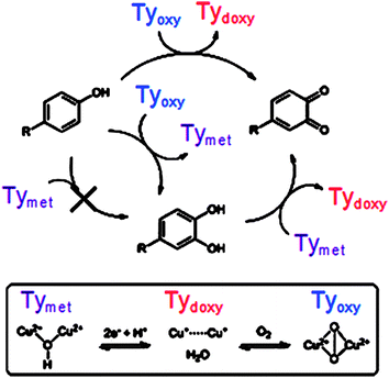 Mechanism of the electrode reaction.