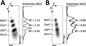 SDS is required in the separation buffer to maintain SDS-PAGE performance. The denatured, reduced protein ladder is co-injected with a run buffer consisting of: (A) 0.1% SDS along the separation axis and (B) no SDS along the separation axis. Panels on the left are inverted epi-fluorescence images, at right are intensity profiles with SR between neighbouring peak pairs indicated. Elapsed separation time of 19 s, E = 66 V cm−1, ladder species are (top to bottom): BSA*, Ova*, CRP*, and Parv* (not resolvable in B). SDS-PAGE was implemented in a chamber containing a 3%T, 3.3%C loading gel in the upper 200 μm and an 8%T, 3.3%C uniform gel in the lower 800 μm. Scale bar indicates 100 μm.