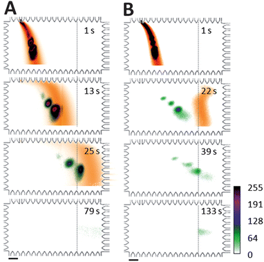 Separation of SDS from proteins during electrotransfer drives reaction toward dissociation. Western blotting images for SDS-surrogate (dye) and fluorescent protein ladder show: (A) large pore-size PA gel transfer region conditions (3%T, 3.3%C) with negligible protein blotting and (B) small pore-size PA gel transfer region conditions (8%T, 3.3%C) with successful protein blotting. Dashed lines indicate the onset of the 4.5%T blotting gel containing 2 μM anti-CRP Ab. Target analyte was CRP*. Two-colour imaging of independent realizations of AF568 and protein ladder injection, separation, and transfer allows visualization of electrotransfer process. ESDS-PAGE = 66 V cm−1, ETransfer = 37 V cm−1, ladder species are (top to bottom): BSA* and CRP* in A; BSA*, Ova*, CRP*, and Parv* in B. Scale bar is 200 μm.