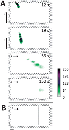 Microfluidic Western blot for CRP*. (A) Western blotting of a ladder, with CRP* as analyte target. Co-injection of 2% SDS treated denatured, reduced proteins in a stream of 0.1% SDS in buffer followed by lateral electrotransfer through an 8% separation gel (no SDS) results in blotting of target analyte by immobilized anti-CRP. Off-target species migrate through blotting gel unimpeded. Ladder species are (top to bottom): BSA*, Ova*, CRP*, and Parv*. (B) Western blotting in a chamber filled with 0.1% SDS in run buffer yields no detectable binding of CRP* (same sample, conditions as A). Elapsed time of 245 s. ESDS-PAGE = 66 V cm−1, ETransfer = 37 V cm−1, SDS-PAGE and transfer were performed in 8%T, 3.3%T gel with blotting performed in 4.5%T PA gel containing 2 μM anti-CRP Ab. Scale bar indicates 200 μm.