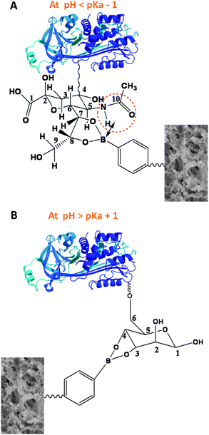 Principle of alternative binding of boronic acid with sialylated and nonsialylated glycoproteins at different pH. (A) When pH < pKa − 1, the boronic acid binds to the sialylated glycoproteins; (B) when pH > pKa + 1, the boronic acid binds to the nonsialylated glycoproteins.