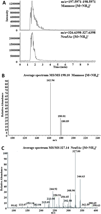 Nano-ESI-Orbitrap MS mass spectra for Neu5Ac and mannose standard. (A) Extracted ion chromatograms for mannose and Neu5Ac, (B) positive ion MS/MS spectra for mannose, generated from precursor ion [M + NH4]+ at 198.10, (C) positive ion MS/MS spectra for Neu5Ac generated from precursor ion [M + NH4]+ at 327.00.