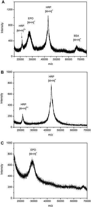 The alternative specificity of the boronate affinity monolith towards sialylated glycoproteins or nonsialylated glycoproteins at different pH. MALDI-TOF MS spectra for (A) direct analysis of a protein mixture containing a molar ratio 1 : 1 : 1 of EPO, BSA and HRP, (B) protein extracted from the mixture dissolved in 100 mM phosphate buffer containing 500 mM NaCl (pH 10.0), (C) protein extracted from the mixture dissolved in 100 mM phosphate buffer containing 500 mM NaCl (pH 7.4).