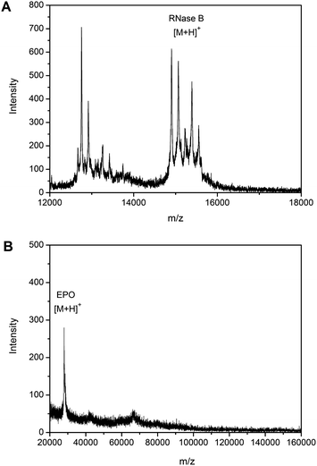 The alternative specificity of the boronate affinity monolith towards sialylated glycoproteins or nonsialylated glycoproteins spiked in human serum. MALDI-TOF MS spectra for (A) proteins extracted from RNase B-spiked serum in 250 mM ammonium acetate buffer (pH 10.0), (B) proteins extracted from EPO-spiked serum in 100 mM phosphate buffer containing 150 mM NaCl and 50 mM NaF (pH 7.4) (in comparison to Fig. 7C, less salt was added to the sample to improve the resolution).