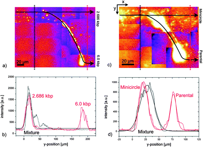 Separation results. Top: fluorescence image (collage) at the nanoslit. From the left, a mixture of DNA is continuously injected (yellow spots correspond to single DNA molecules). The black arrows are guides to the eye demonstrating the two possible trajectories. The black and red dotted lines show along which paths the fluorescence intensities were determined. Bottom: fluorescence intensity plots of separation. The black and red curves represent fluorescence intensities measured at the black and red dotted lines, respectively. The curves were fitted with Gaussian functions. (a) 2.686 kbp DNA pass the nanoslit unhindered, whereas 6.0 kbp DNA are trapped on the ridge and migrate towards the opposite channel wall before they escape due to Brownian motion (channel width 200 μm; height of nanoslit 670 nm). (b) Separation of 2.686 kbp and 6.0 kbp DNA molecules (resolution 2.66; UAC = 650 V, and ω = 350 Hz). (c) Minicircle-DNA (2.247 kbp) pass the nanoslit unhindered, whereas parental DNA (6.766 kbp) migrate on the ridge towards the opposite channel wall (channel width 100 μm and height of nanoslit 180 nm). (d) Separation of minicircle- and parental DNA (resolution 1.24; UAC = 200 V, and ω = 350 Hz).