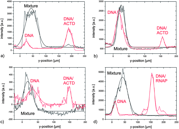 Detection of complex formation. Fluorescence intensity plots of separation of DNA and DNA-complexes up- and downstream of the ridge (cf.Fig. 3a). (a) DNA–ACTD-complex with 1 actinomycin D per 5 DNA base pairs (ω = 550 Hz at UAC = 600 V and resolution R = 2.0). (b) DNA–ACTD-complex with 1 actinomycin D per 10 DNA base pairs (ω = 550 Hz at UAC = 650 V and resolution R = 2.14). (c) DNA–ACTD-complex with 1 actinomycin D per 20 DNA base pairs (ω = 500 Hz at UAC = 600 V and resolution R = 1.36). (d) Separation of 6.0 kbp DNA from 6.0 kbp DNA–RNAP-complex (resolution 2.4; about 15 polymerase per DNA, UAC = 650 V, and ω = 300 Hz).