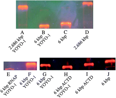 Electrophoretic mobility shift assays. Three shift assays are shown (A–D), (E and F) and (G–J). (A) 2.686 kbp DNA labeled with YOYO-1. (B) 6.0 kbp DNA labeled with YOYO-1. (C) 6.0 kbp DNA. (D) 2.686 kbp DNA. (E) 6.0 kbp DNA with E.coli RNAP and YOYO-1. (F) 6.0 kbp DNA labeled with YOYO-1. (G) 6.0 kbp DNA labeled with YOYO-1. (H) 6.0 kbp DNA with ACTD and YOYO-1. (I) 6.0 kbp DNA with ACTD. (J) 6.0 kbp DNA. The resolution between (A) and (B) is 1.2. The resolution between (C) and (D) is 1.77. The resolution between (E) and (F), polymerase induced shift, is 0.46. The resolution between (G) and (H), ACTD induced shift, is 0.29. The resolution between (B) and (C), indicating the YOYO-1 induced shift, is 0.22 and is therefore smaller than the other shifts.