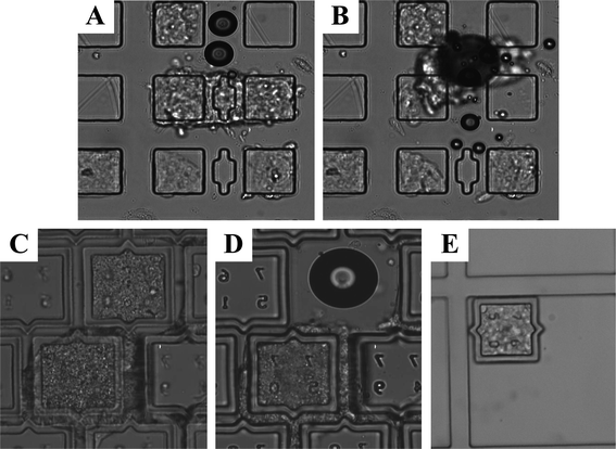 Splitting of ES cell colonies on arrays of releasable microstructures. (A) ES cell colony before laser release on an array previously optimized for splitting colonies growing in a monolayer. The dimensions of the larger micropallets are 60 × 60 μm. (B) The same colony after an attempt to split the colony. The entire colony has become detached from the surfaces of the two larger micropallets upon release of the cleaving micropallet. (C) ES cell colony on a microcup array before laser release. The dimensions of the microcups are 100 × 100 μm, 10 μm wall width and 15 μm gap between the microcups. (D) The same colony as in “C” after release of one of the microcups. (E) The released and collected microcup with its sample of cells.