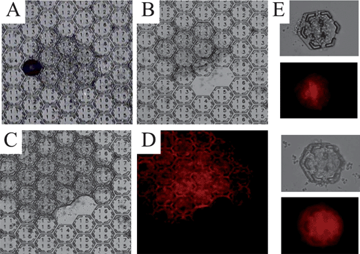 Isolation and expansion of cells expressing mCherry from a sampled colony. (A) A colony filling multiple microcups is identified 6 days after plating cells on an array of slit-walled hexagonal microcups. The brightfield image shows the colony filling 7 microcups. The refractile circular object on the left side of the image is an air bubble inside a cup. (B–D) After portions of the colony shown in “A” are sampled by release of 2 microcups, the colony continues to expand at 24 h (B) and 48 h (C) after the sampling procedure. (D) Fluorescence image of the colony at 48 h after sampling. (E) Paired brightfield and fluorescence images of a hexagonal microcup released and collected from a colony expressing mCherry on the day of collection (upper pair) and 48 h later (lower pair) showing the cells continue to expand after sampling.
