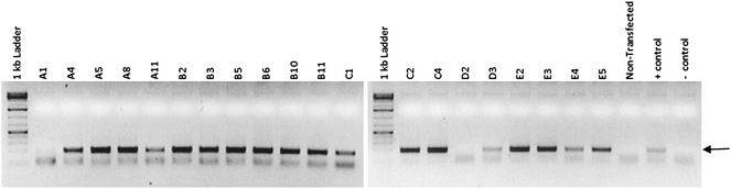 PCR analysis of sampled colonies. PCR reactions performed with DNA lysates prepared from ES cell colonies were run on a 2% agarose gel stained with ethidium bromide. The arrow indicates migration of the 189 bp mCherry PCR product. Samples A1–C4 and E2–E5 were from colonies fluorescent for mCherry. Samples D2 and D3 were from colonies lacking mCherry expression. The non-transfected sample is from the parental 129 ES cell line. The sample designated “+ control” is a DNA sample from a previously generated ES cell line stabling expressing mCherry while the “− control” sample did not contain input DNA.