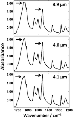 Cytosine theoretical spectra for 3.9, 4.0 and 4.1 μm thick films.