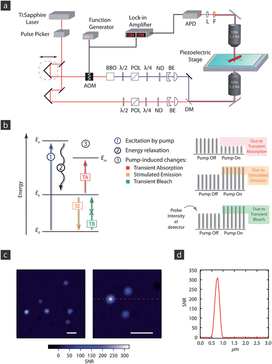 (a) Diagram of the experimental apparatus used for transient absorption microscopy. APD = avalanche photodiode; AOM = acousto-optic modulator; BE = beam expander; POL = polarizer; λ/2 and λ/4 = ½- and ¼-waveplates, respectively; ND = neutral density filter; DM = dichroic mirror. (b) Energy level diagram for the different photophysical process that can contribute to the transient absorption signal, see text for details. (c) Image of 20 nm Au nanoparticles. The images were taken with 720 nm pump and 530 nm probe pulses, with powers of 50 μW and 15 μW, respectively, at the sample. The scale bar in the images is 1 μm. (d) Line scan through the bright particle in the right panel of (c). The FWHM is 320 nm, close to the value expected for a diffraction limited spot at the probe wavelength.