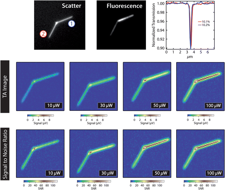 Top: scattered light image and fluorescence image of a branched CdSe nanowire. The panel on the right shows absorption cross-section measurements for the two arms of the nanowire. Middle: transient absorption images (7 × 7 μm2 image size) of the nanowire recorded with 1.5 μW pump power at the sample, and different probe laser powers. Bottom: signal-to-noise ratios for the transient absorption images.