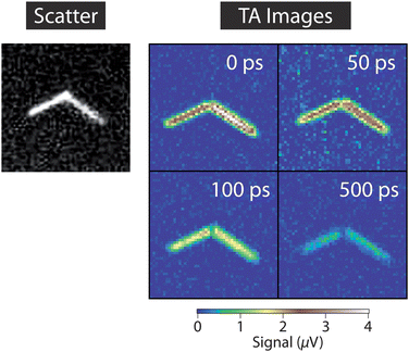 Transient absorption images of a CdSe NW taken at different time delays between the pump and probe beams. The pump and probe powers were 1.5 μW and 50 μW, respectively, and the image size is 5 × 5 μm2. The data was recorded with a lock-in time constant of 300 ms and a 1 s pixel dwell time.