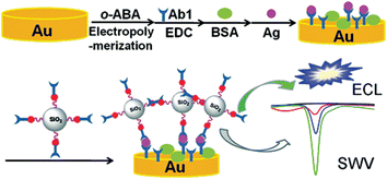 Schematic representation of the sandwich immunoassay with Si/PGMA/QD/Ab2 as the label. (Reproduced from ref. 96. Copyright 2011, American Chemical Society.)