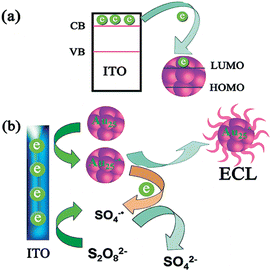 Schematic illustration of (a) electron transfer between ITO and Au NCs and (b) the ECL mechanisms of Au NCs. (Reproduced from ref. 14. Copyright 2011, American Chemical Society.)