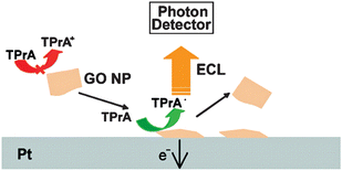 Schematic representation of the ECL emissions in GO NP. (Adapted from ref. 58. Copyright 2009, American Chemical Society.)