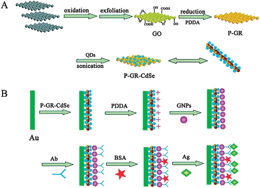 (A) Schematic representation of preparation procedure of P-GR-CdSe composites, including the oxidation of graphite (gray blocks) to GO with abundant oxygen functionalities, the in situ reduction of GO in the presence of PDDA to obtain positively charged PDDA protected graphene (P-GR) colloids, and the preparation of P-GR-CdSe composites via electrostatic interactions under sonication. (B) Schematic illustration of the stepwise immunosensor fabrication process, including the formation of the P-GR-CdSe composite film on the Au electrode, the linkage of PDDA to the film, the conjugation of gold NPs (GNPs) to PDDA, the immobilization of antibody (Ab) on the electrode via GNPs, and the specific immunoreaction. (Reproduced from ref. 90. Copyright 2011, Wiley InterScience.)