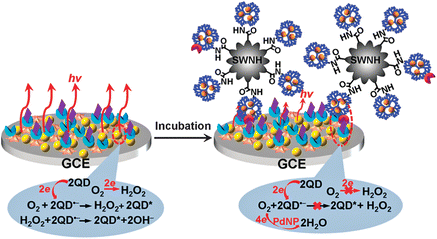 Schematic representation of preparations of tracing tag, and ECL annihilation strategy by electrocatalytic reduction towards dissolved O2 at PdNPs@generation-5.0 dendrimer/single-walled nanohorn nanohybrids. (Reproduced from ref. 86. Copyright 2012, Royal Society of Chemistry.)